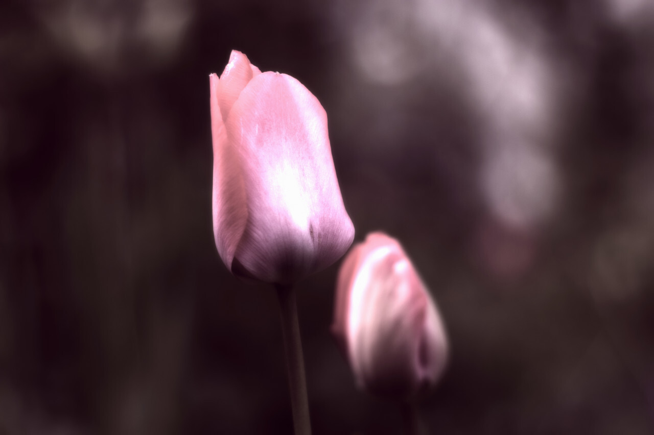 pink tulip