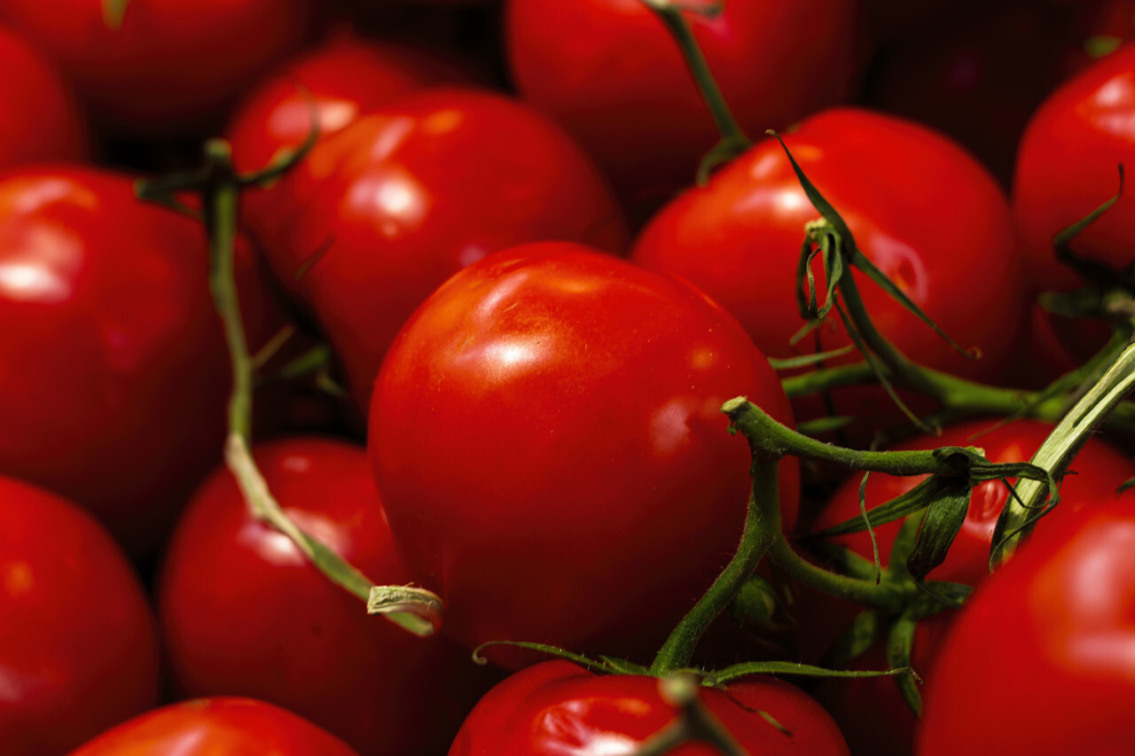 red tomatoes background