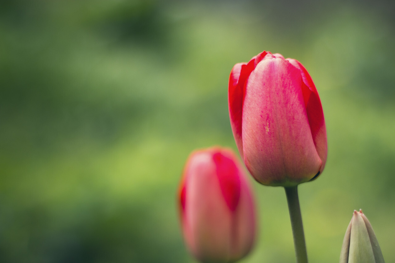 beautiful red tulips flowers in spring