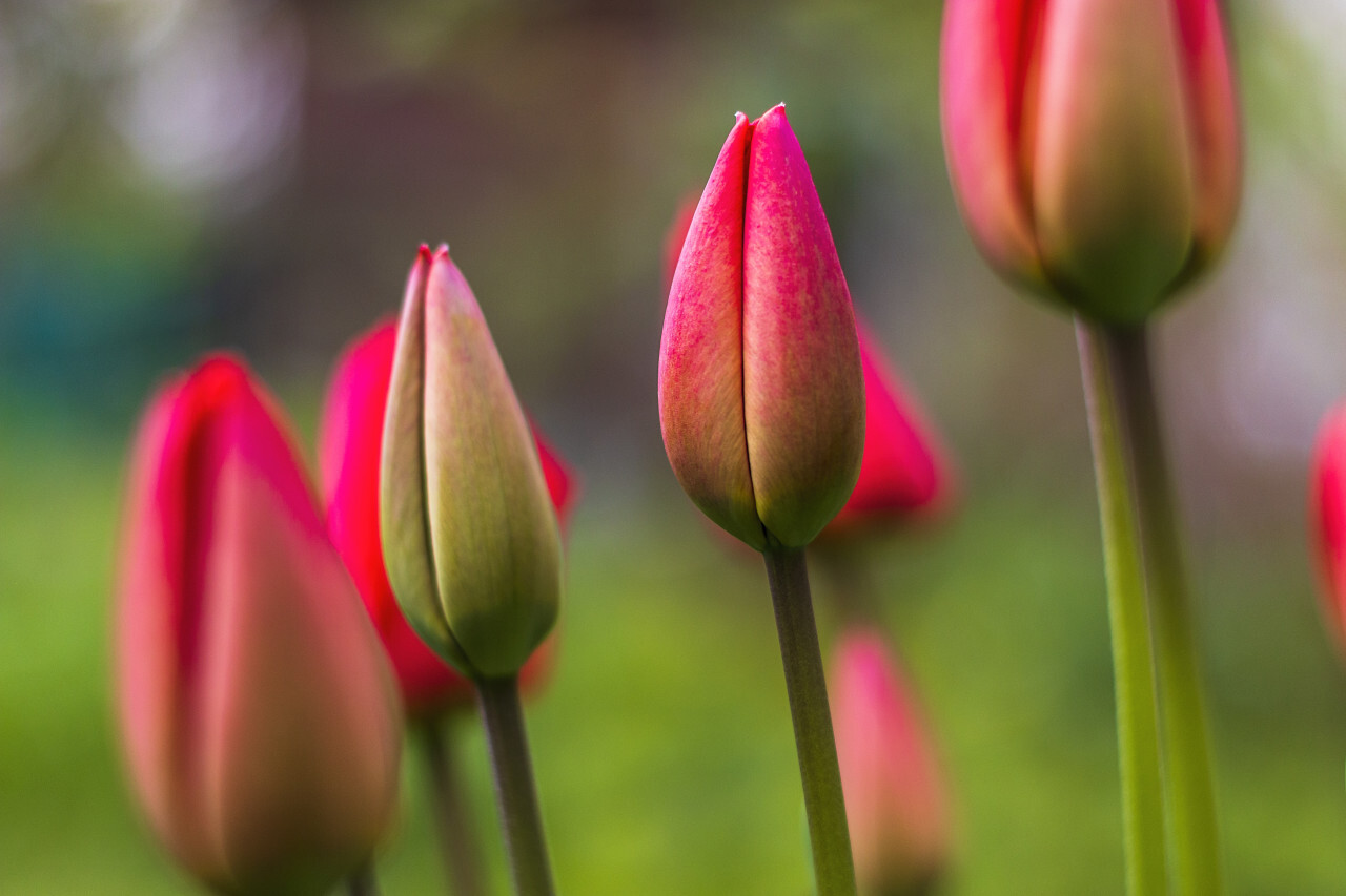 beautiful red tulips flowers in spring