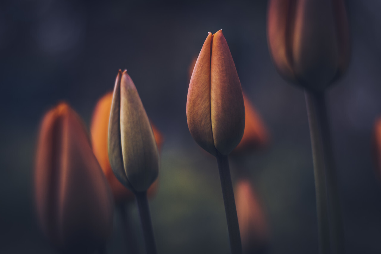 beautiful red tulips flowers in spring