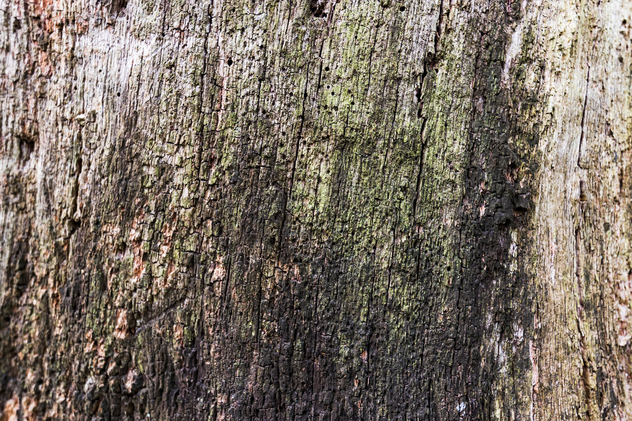 rotting grunge wood texture background