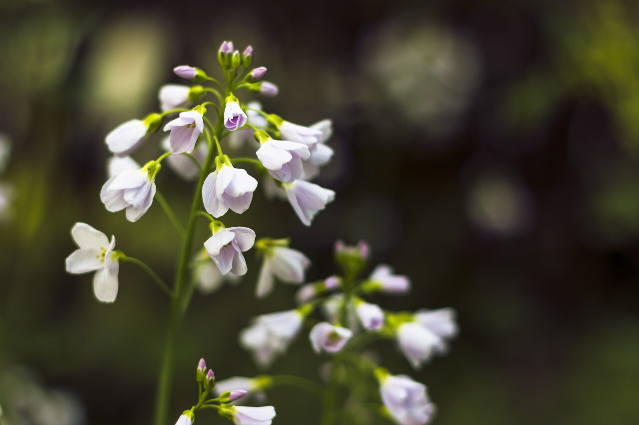 White meadowfoam - Limnanthes alba, beautiful white blooming flower