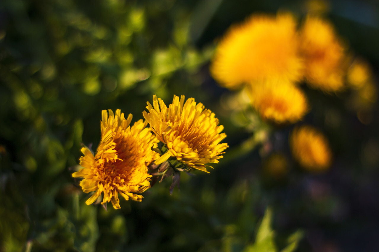 yellow dandelion flower - dark edit