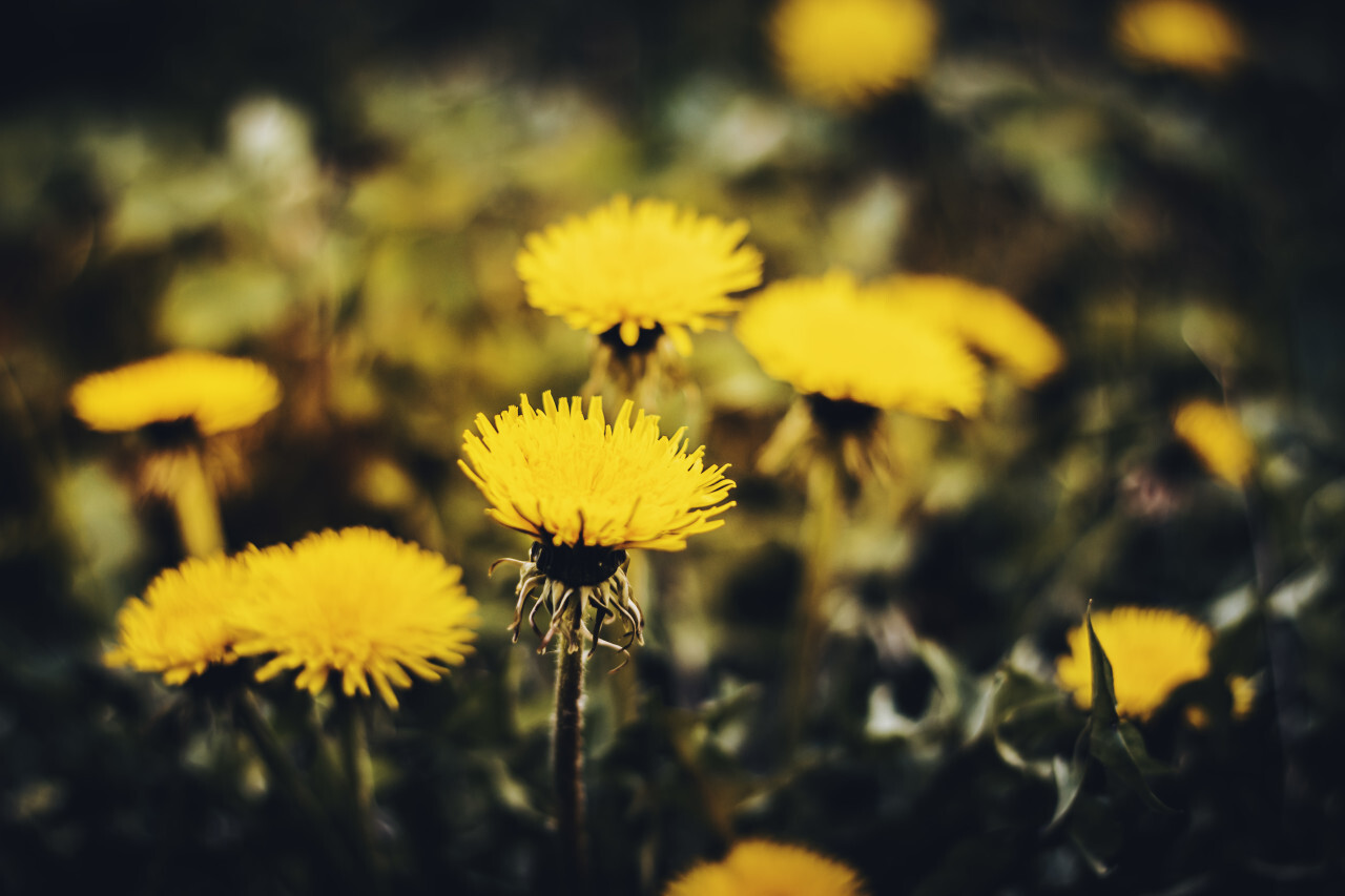 yellow dandelion flower - dark edit