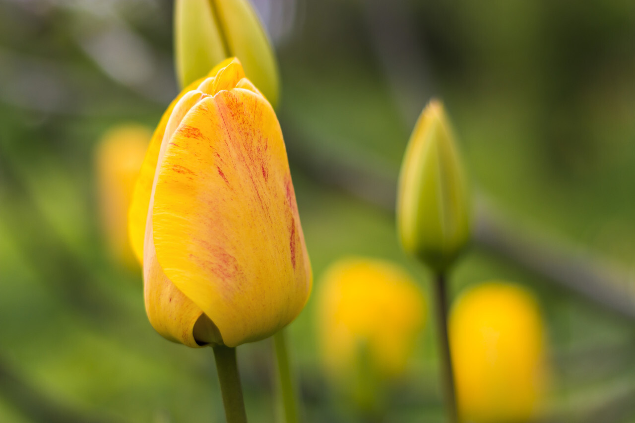 Yellow tulips with closed blossom