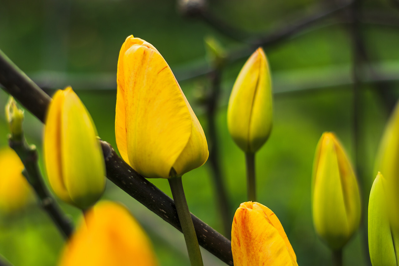 Yellow tulips with closed blossom