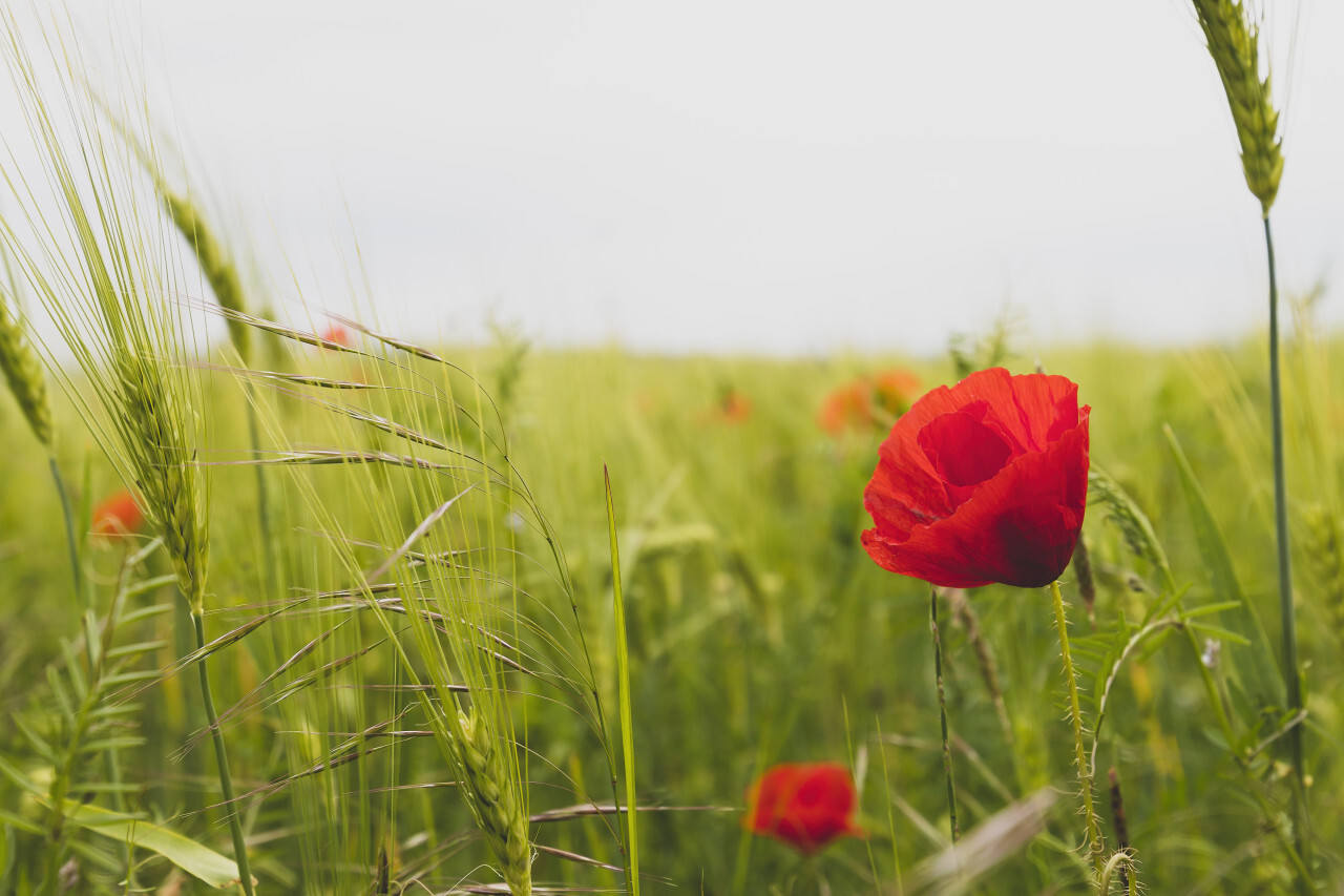 beautiful common red poppy flower on a german field