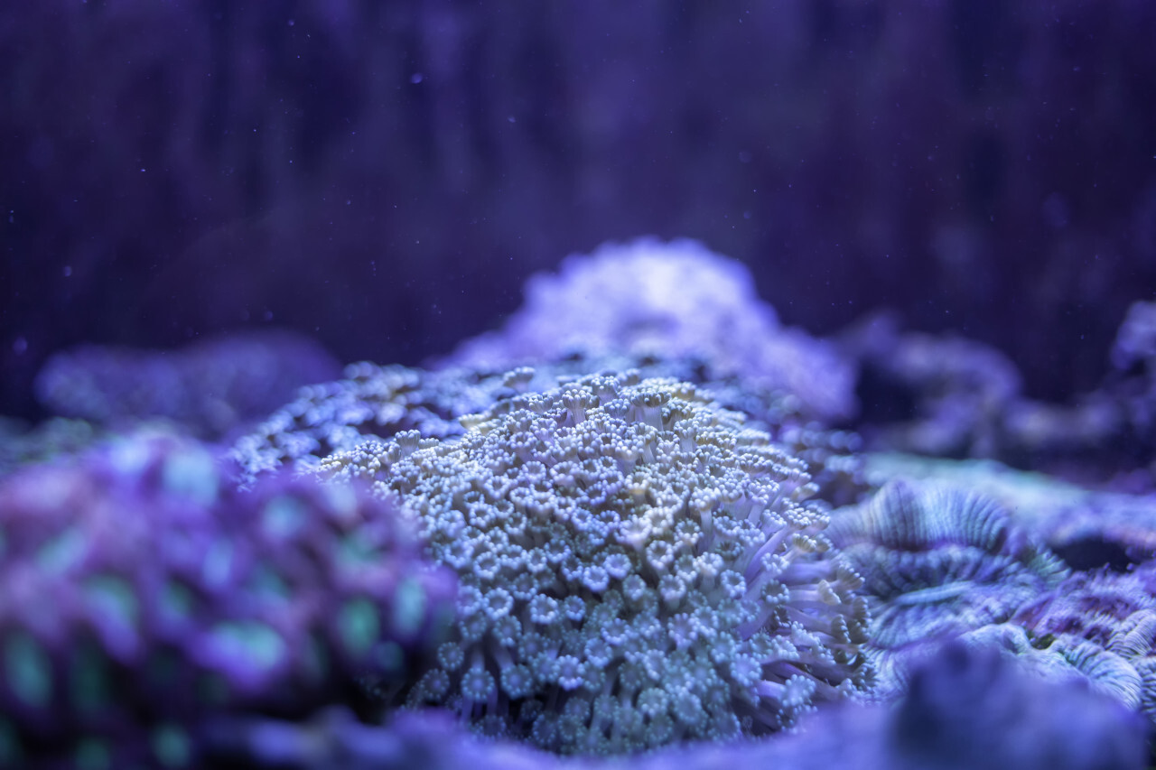 white coral under the sea
