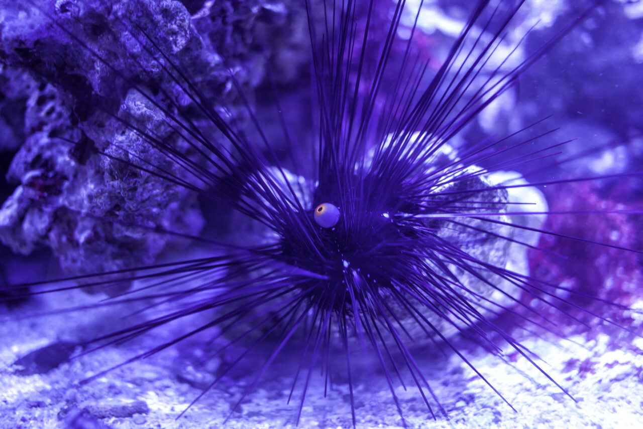 Sea urchin on sand under water in aquarium with blue lighting
