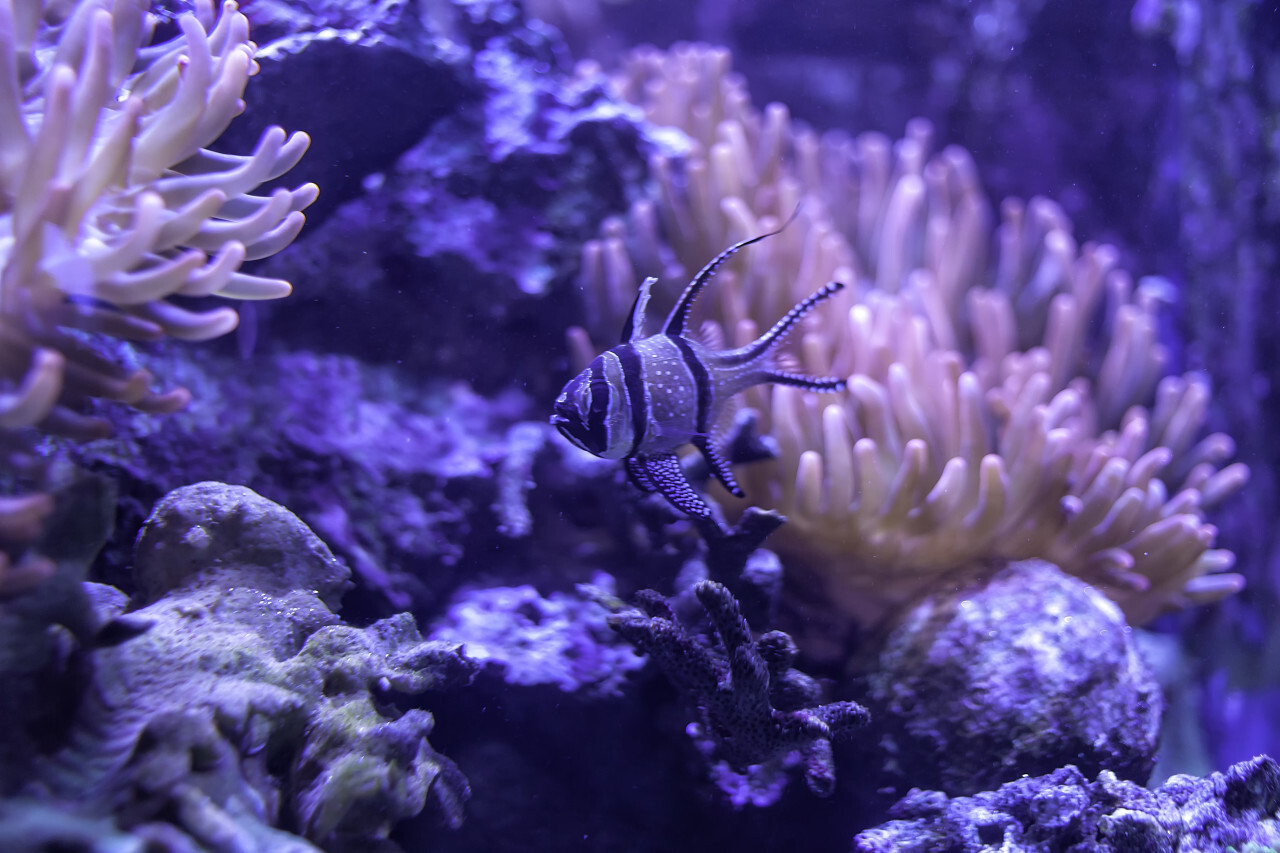 fish in a coral reef