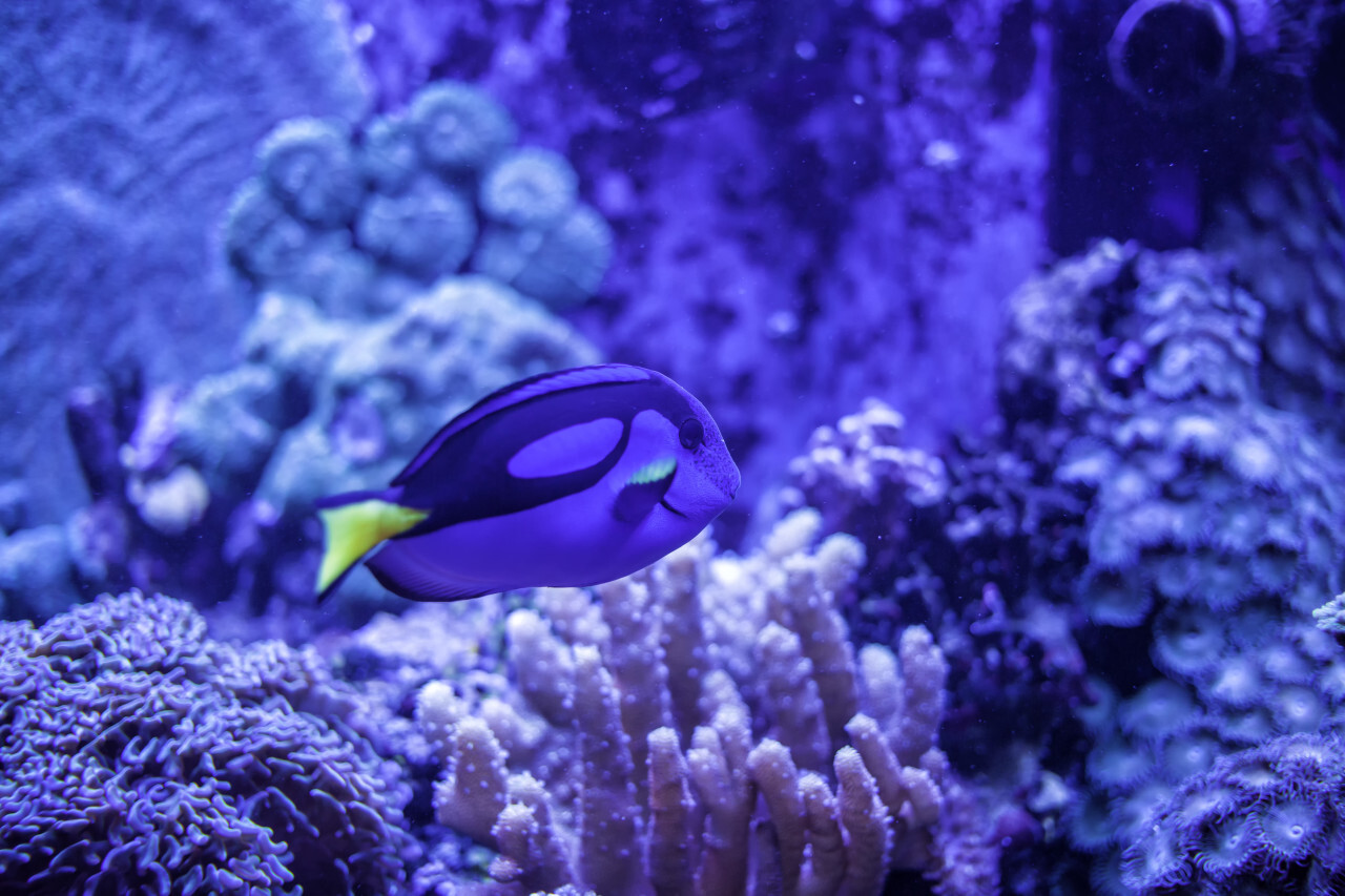 Power Blue Surgeonfish or Blue Tang