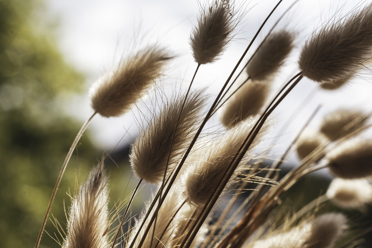 beautiful dune grass somewhere in france