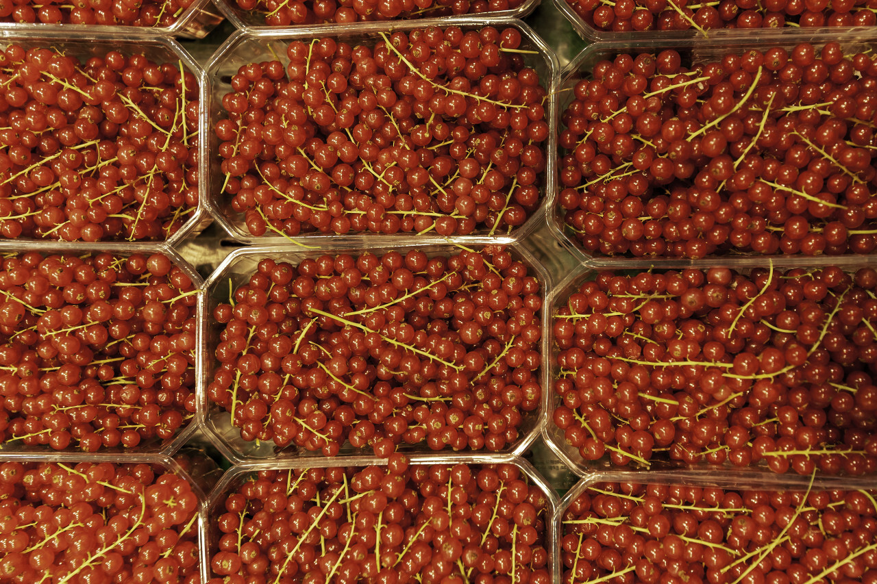 red currants at the market stall