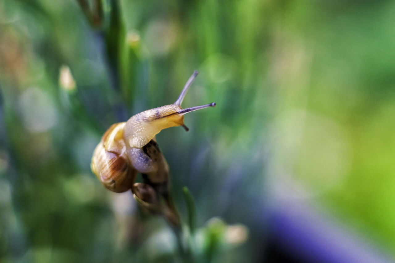 A snail on a blade of grass