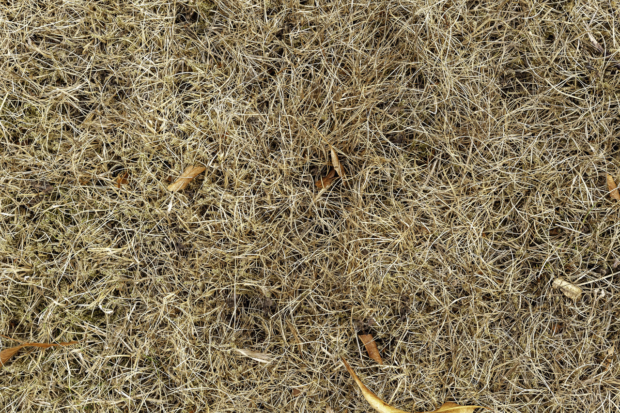dry meadow texture