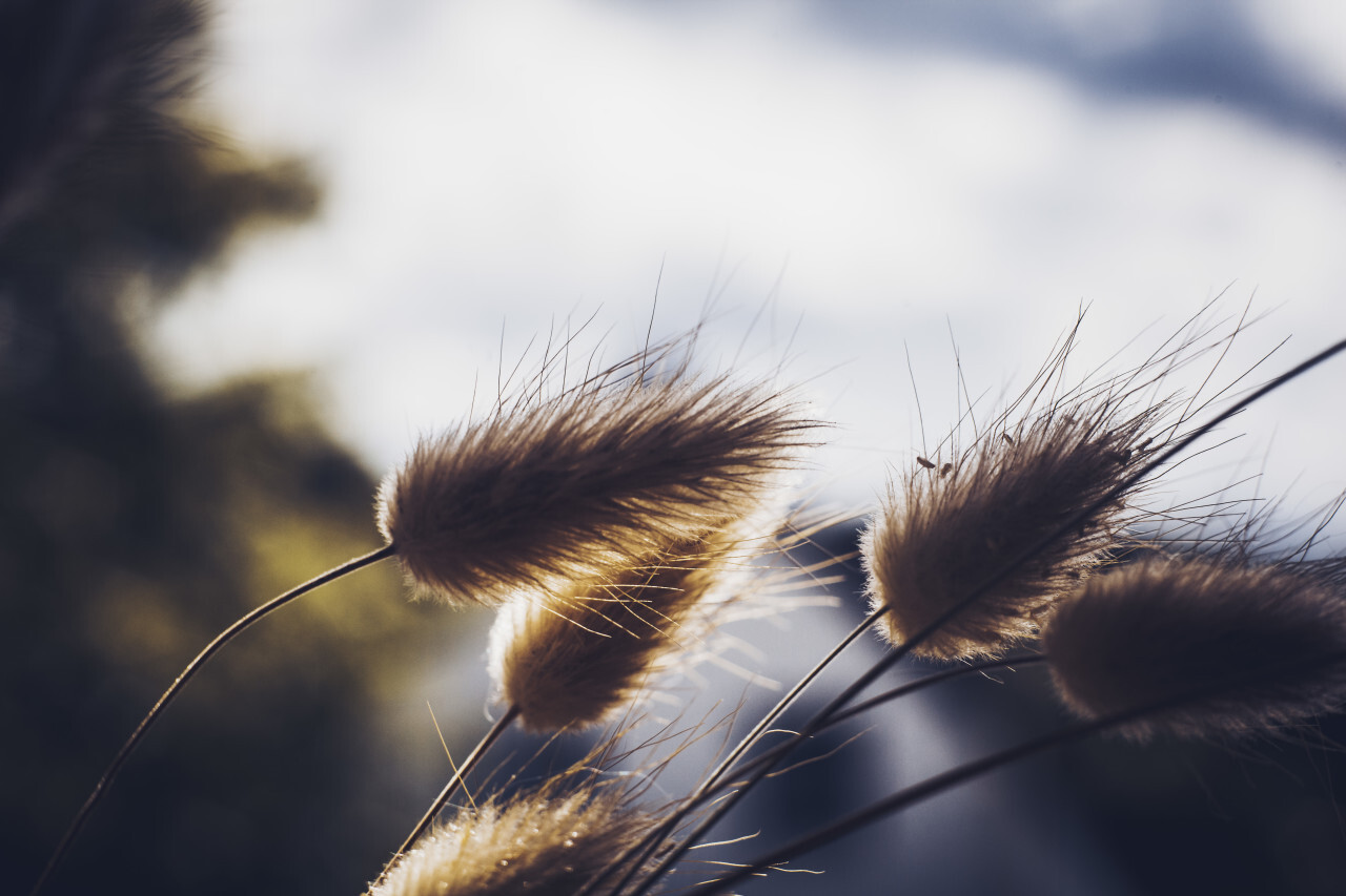 Bunny tails grass on a sunset