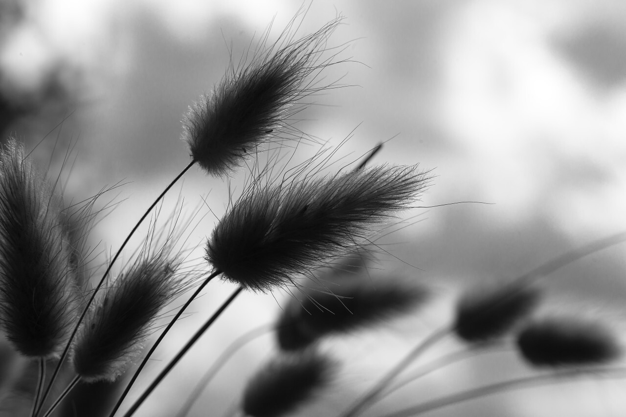 dune grass black and white