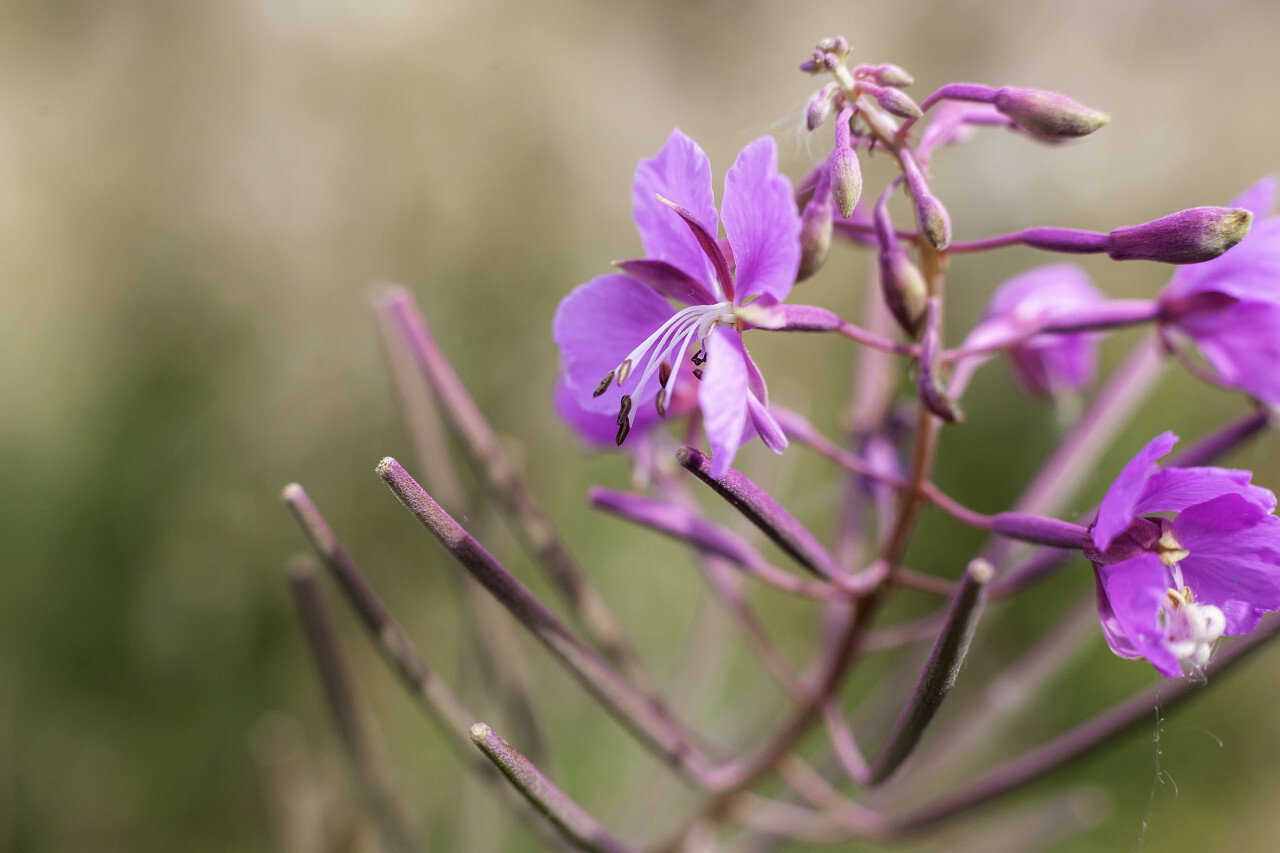 fireweed flower macro