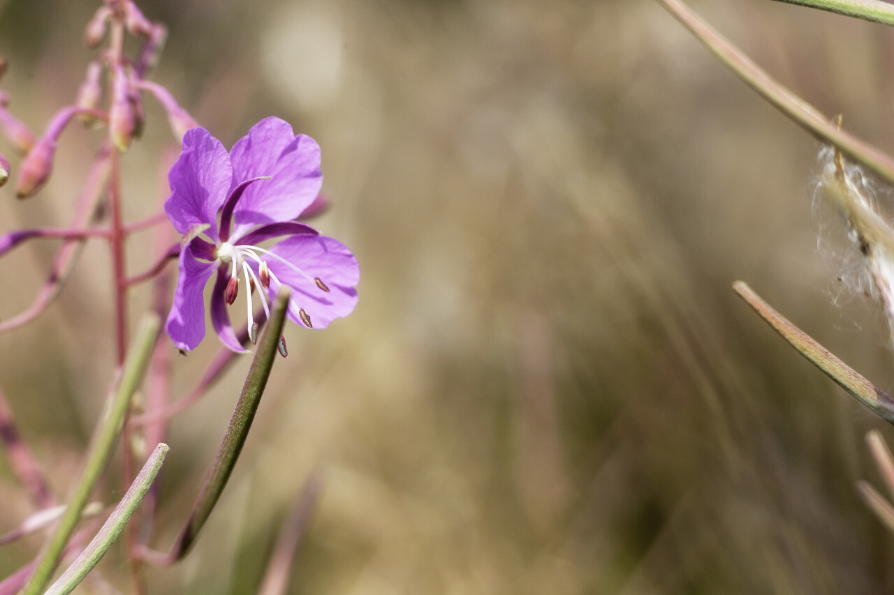 Dwarf Fireweed Flower