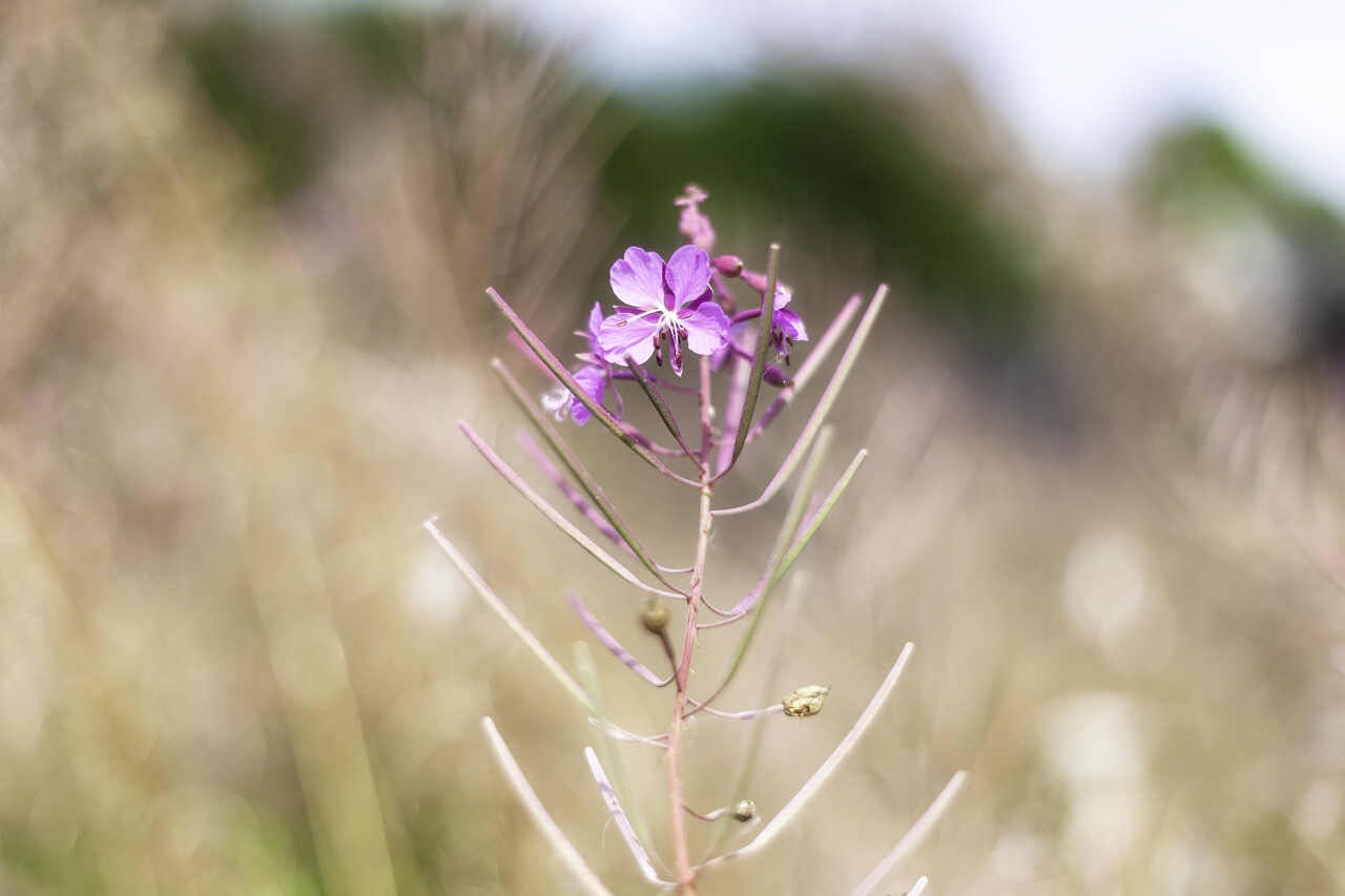 Fireweed flowers (Epilobium angustifolium)