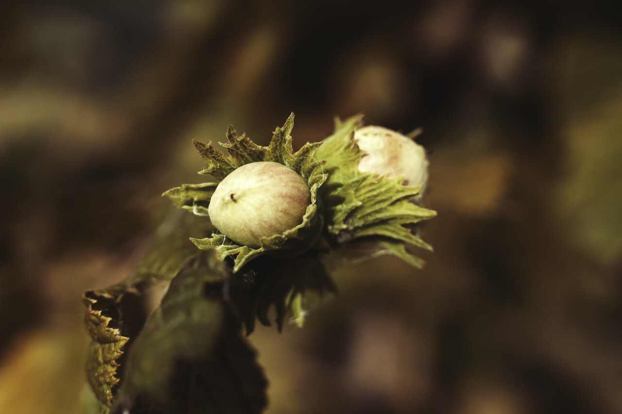 hazelnuts ripen in the august sun