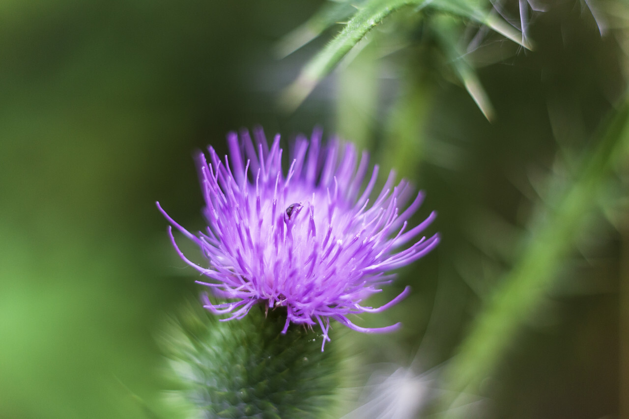 little bug on thistle flower macro