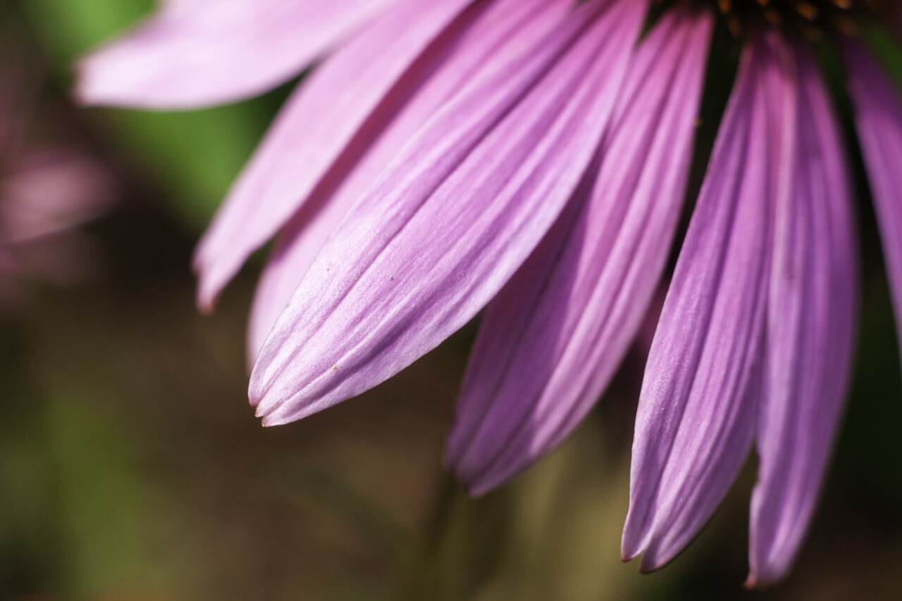 pink echinaceas flower macro petals