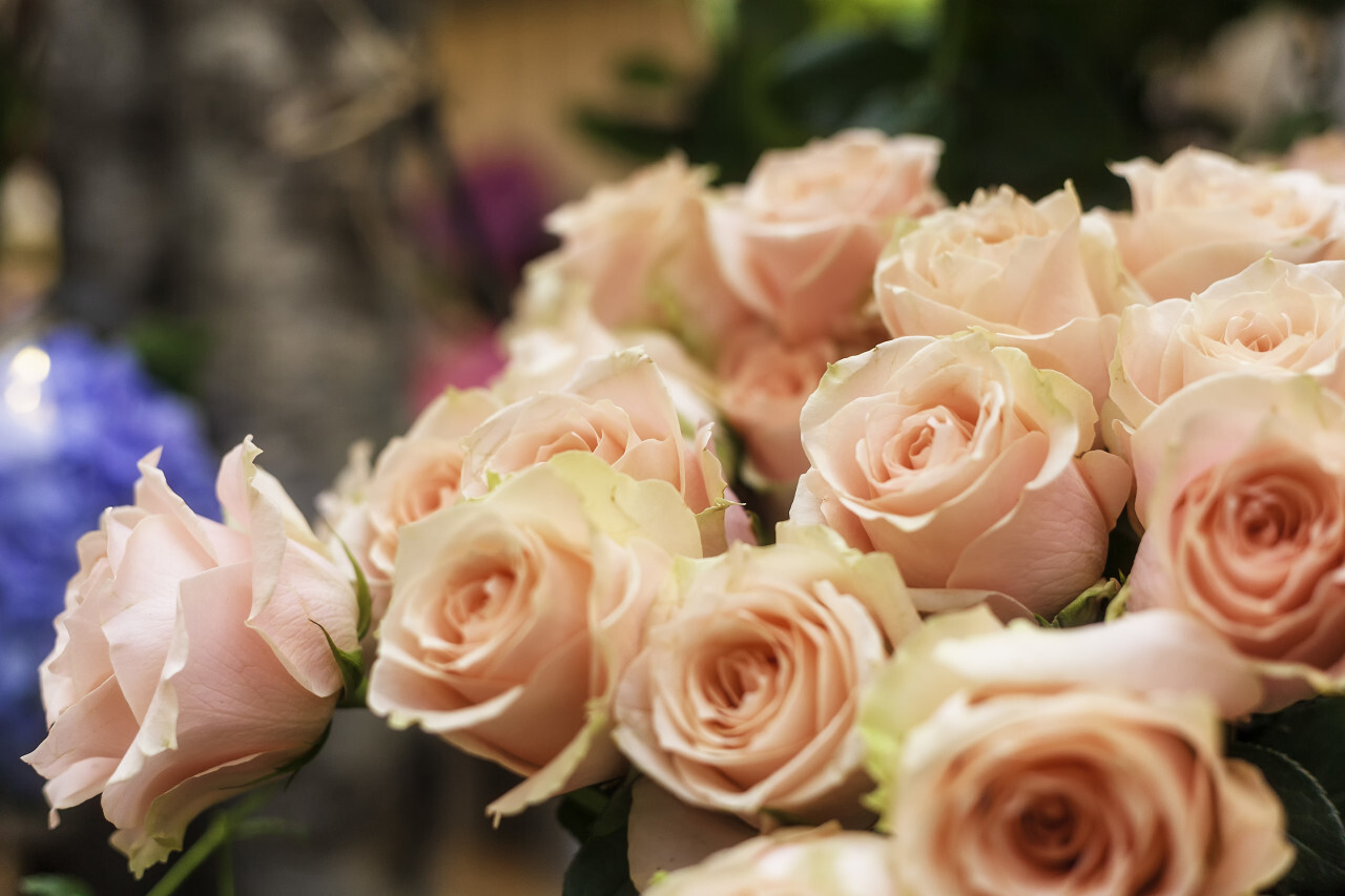 pink roses in a flower shop