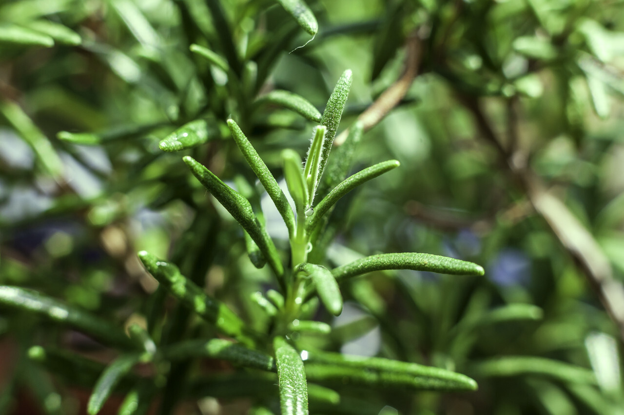 rosemary herb plants