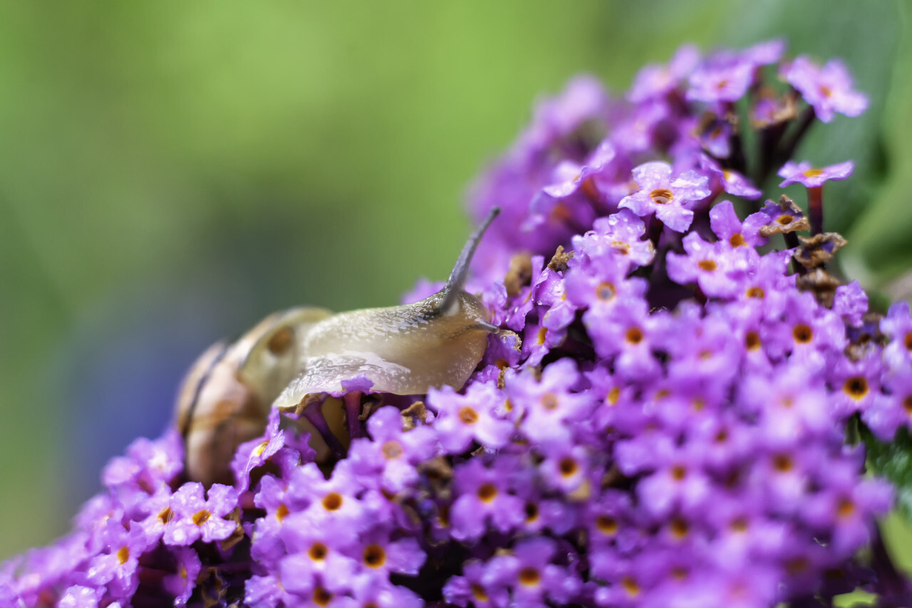 snail on lilac