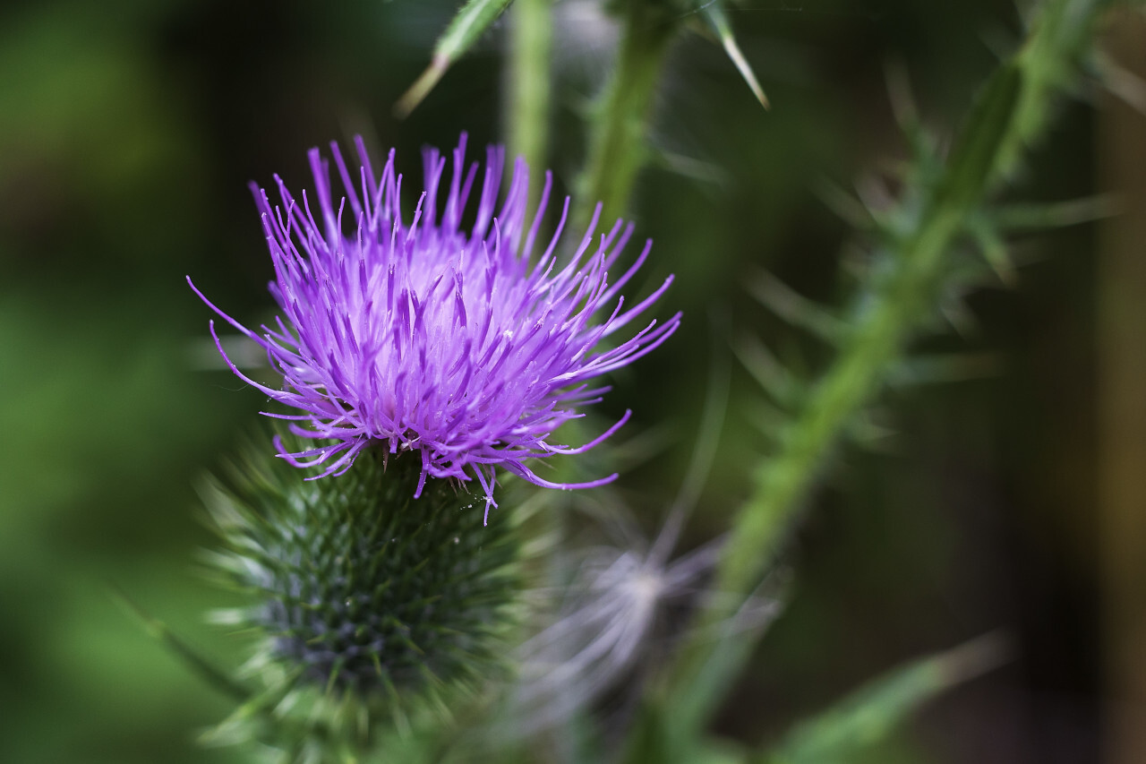 pink thistle flower macro in summer