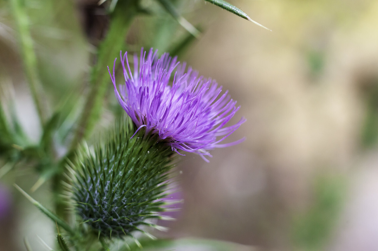 thistle flower macro in summer