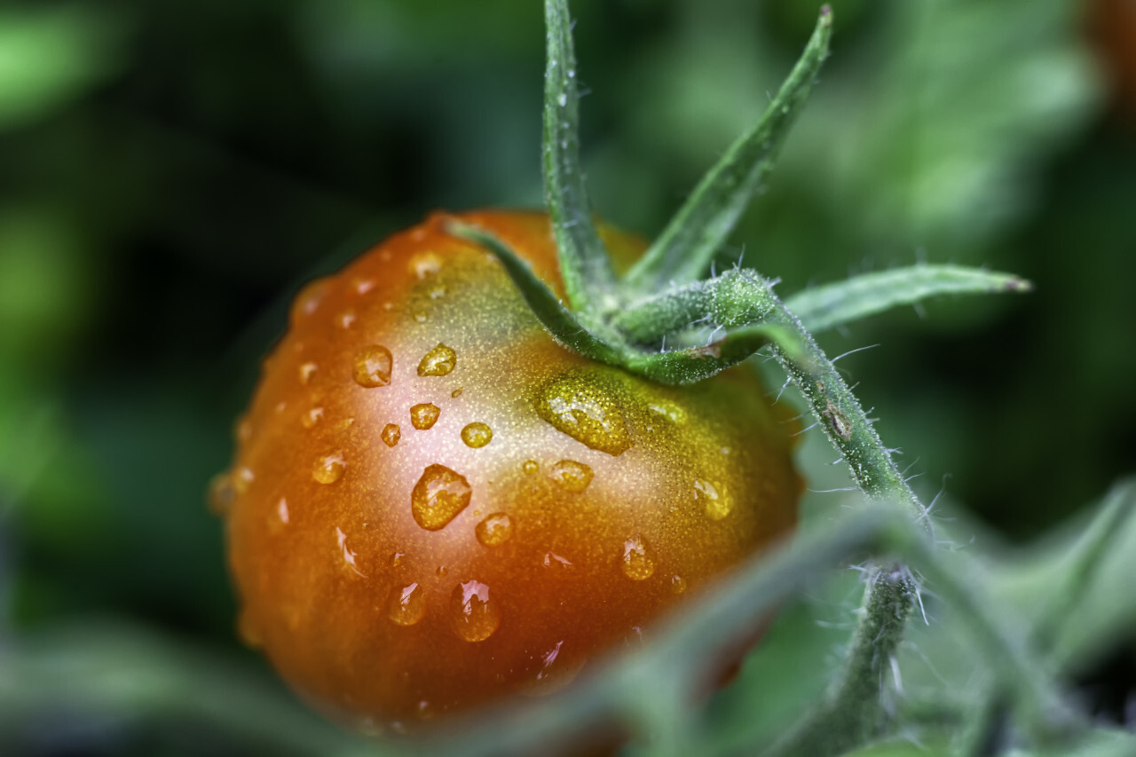 rain wet red tomato - macro background