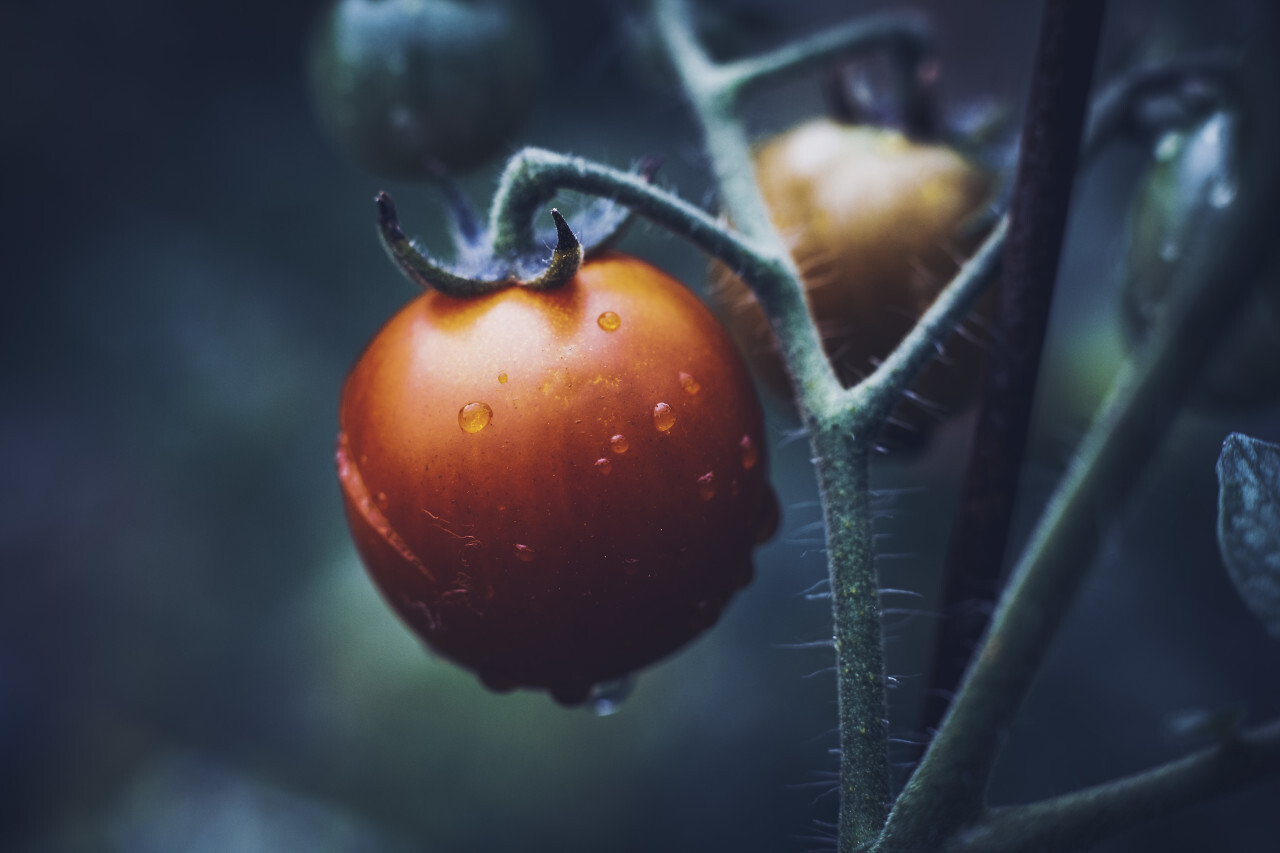 wet tomato macro background