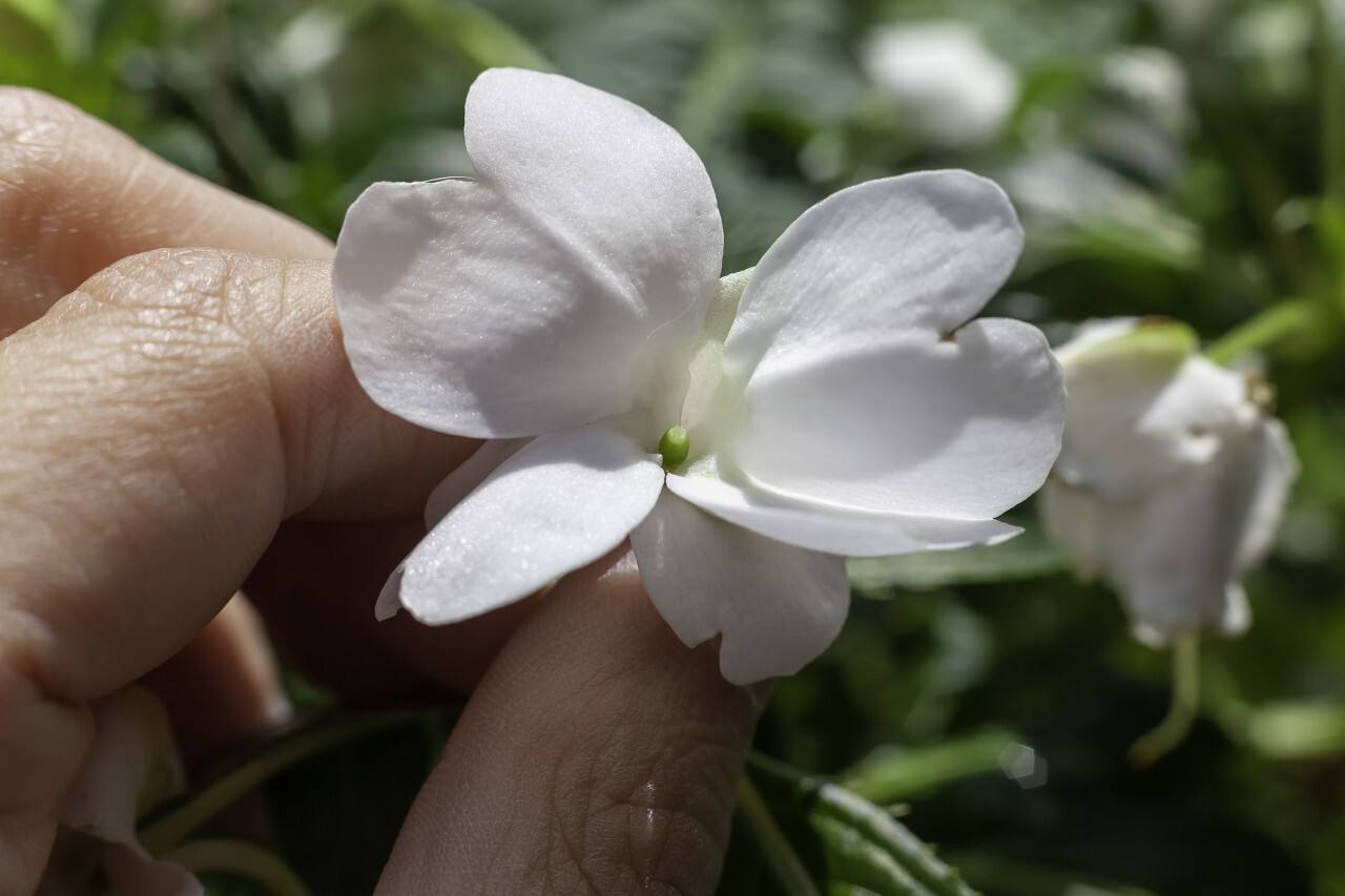 Impatiens walleriana white flower between fingers