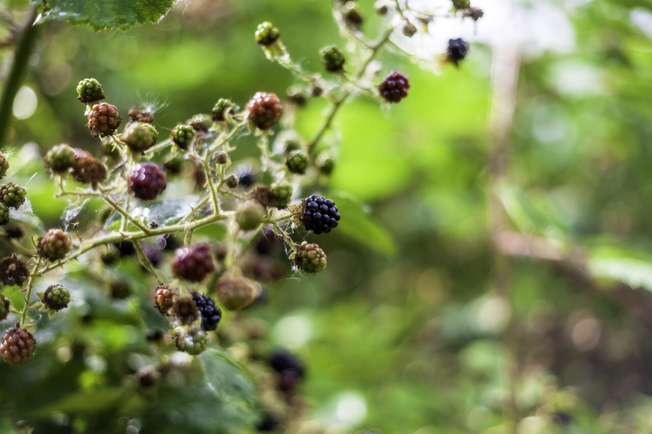 wild blackberries in summer