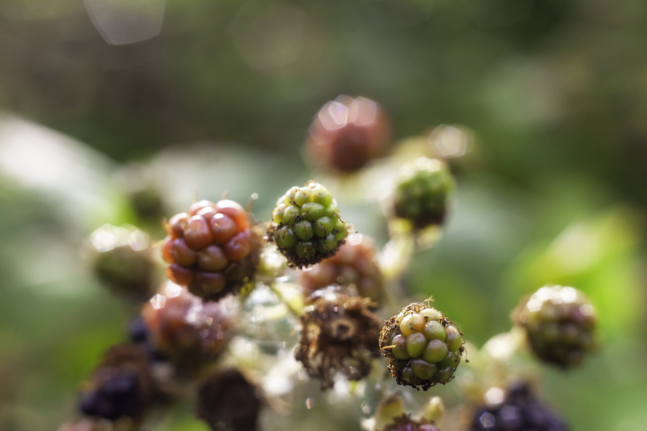 wild blackberries in summer