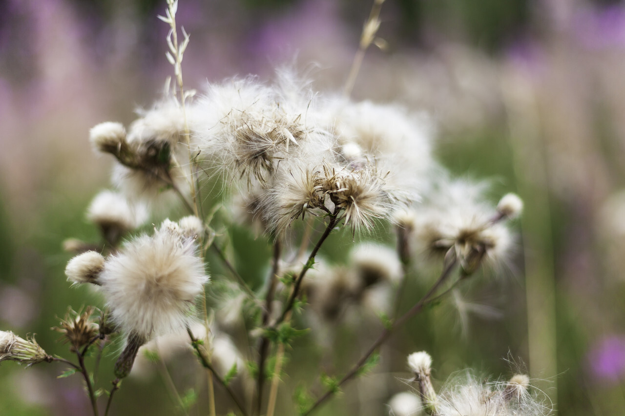 withered white thistles