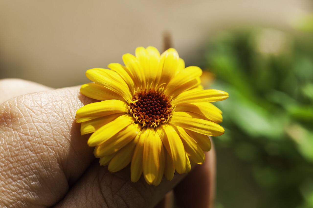 yellow flower between fingers