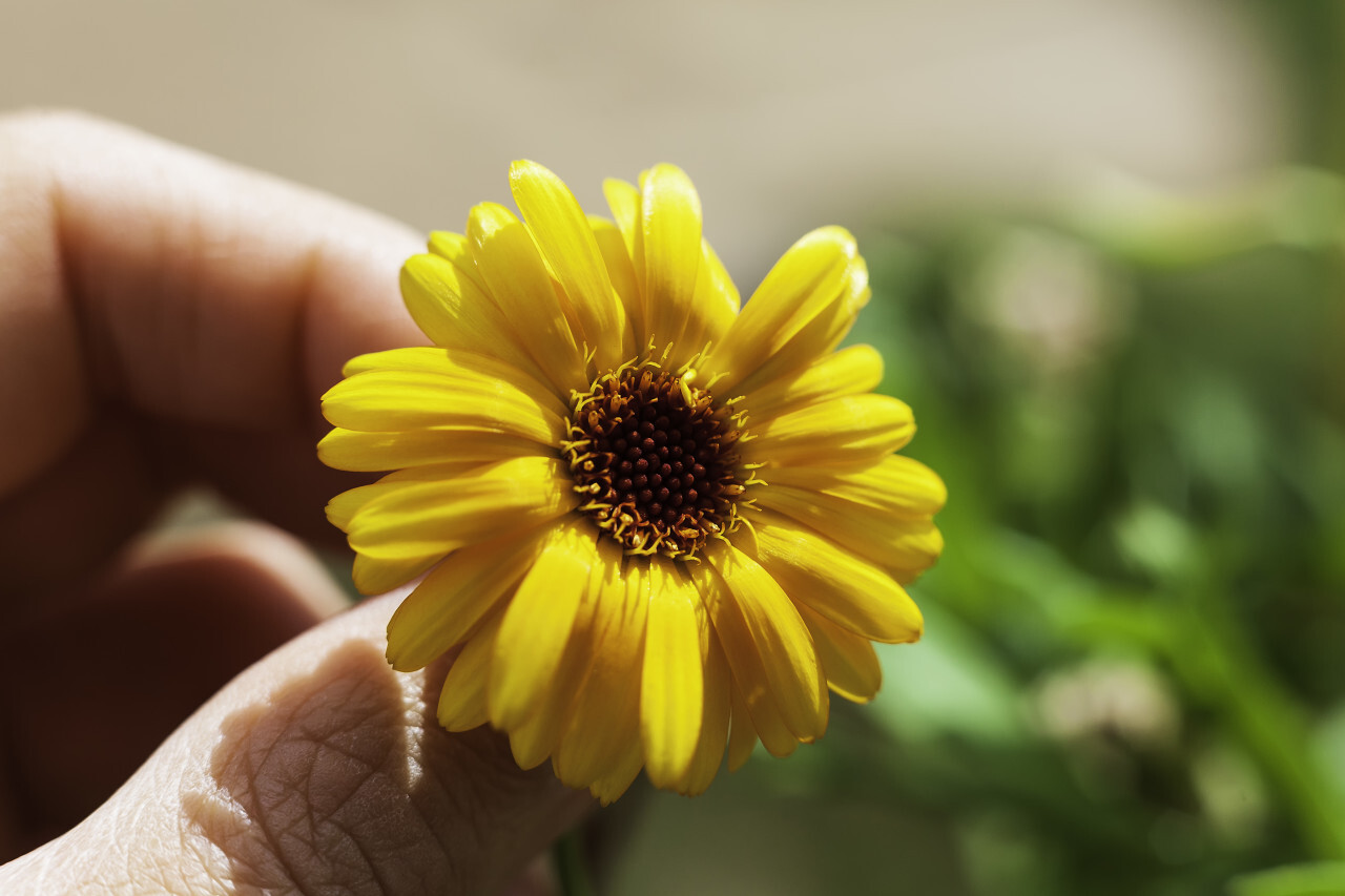 yellow flower between fingers macro