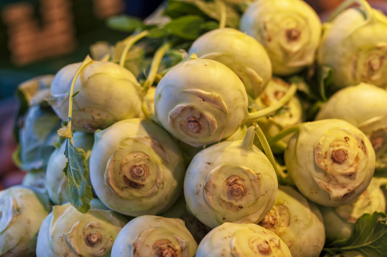Bulbs of fresh fennel vegetable on market stall for sale