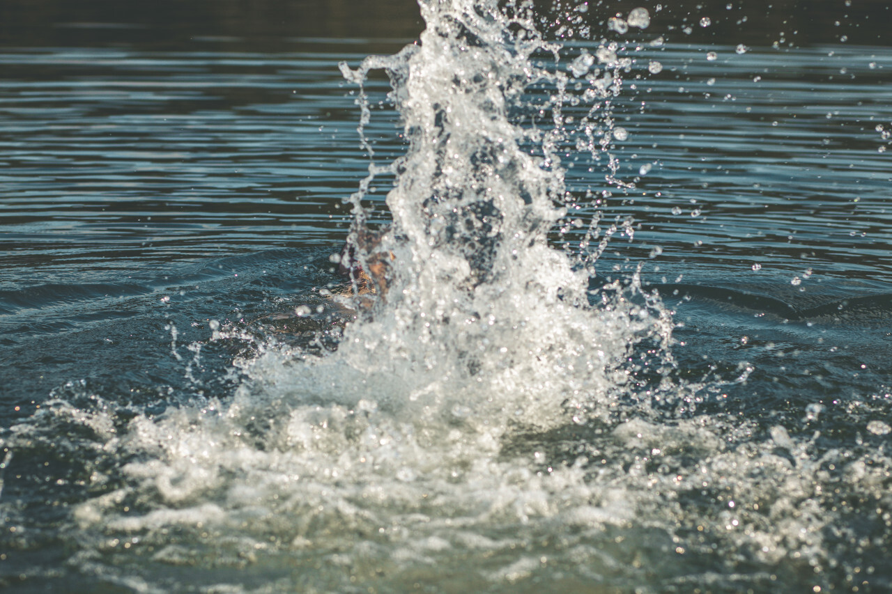 water splash