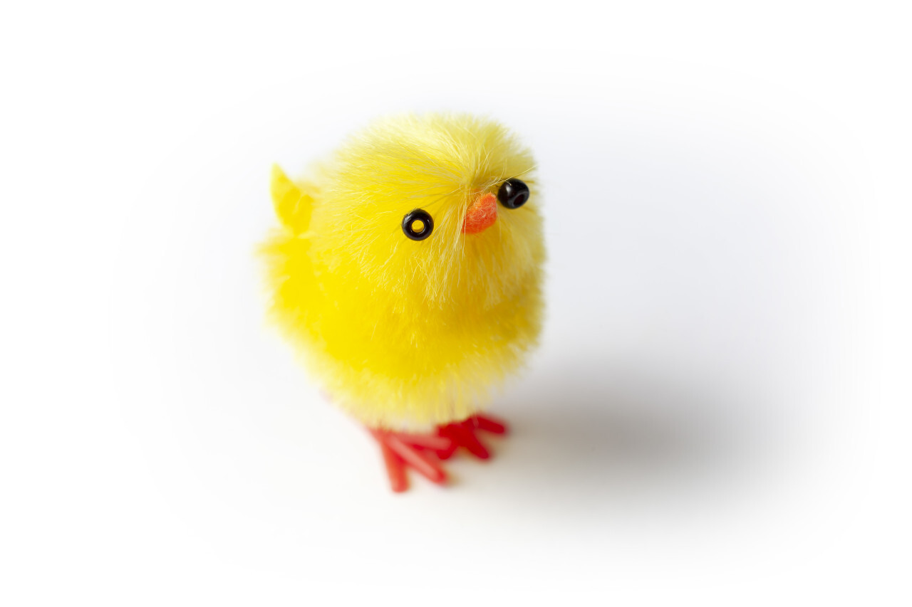Adorable Easter chick isolated on white background