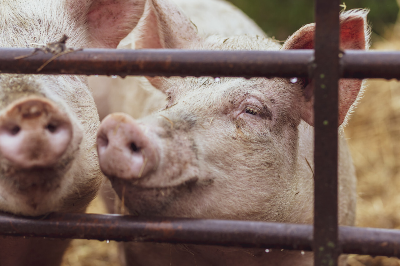 pigs on a organic farm