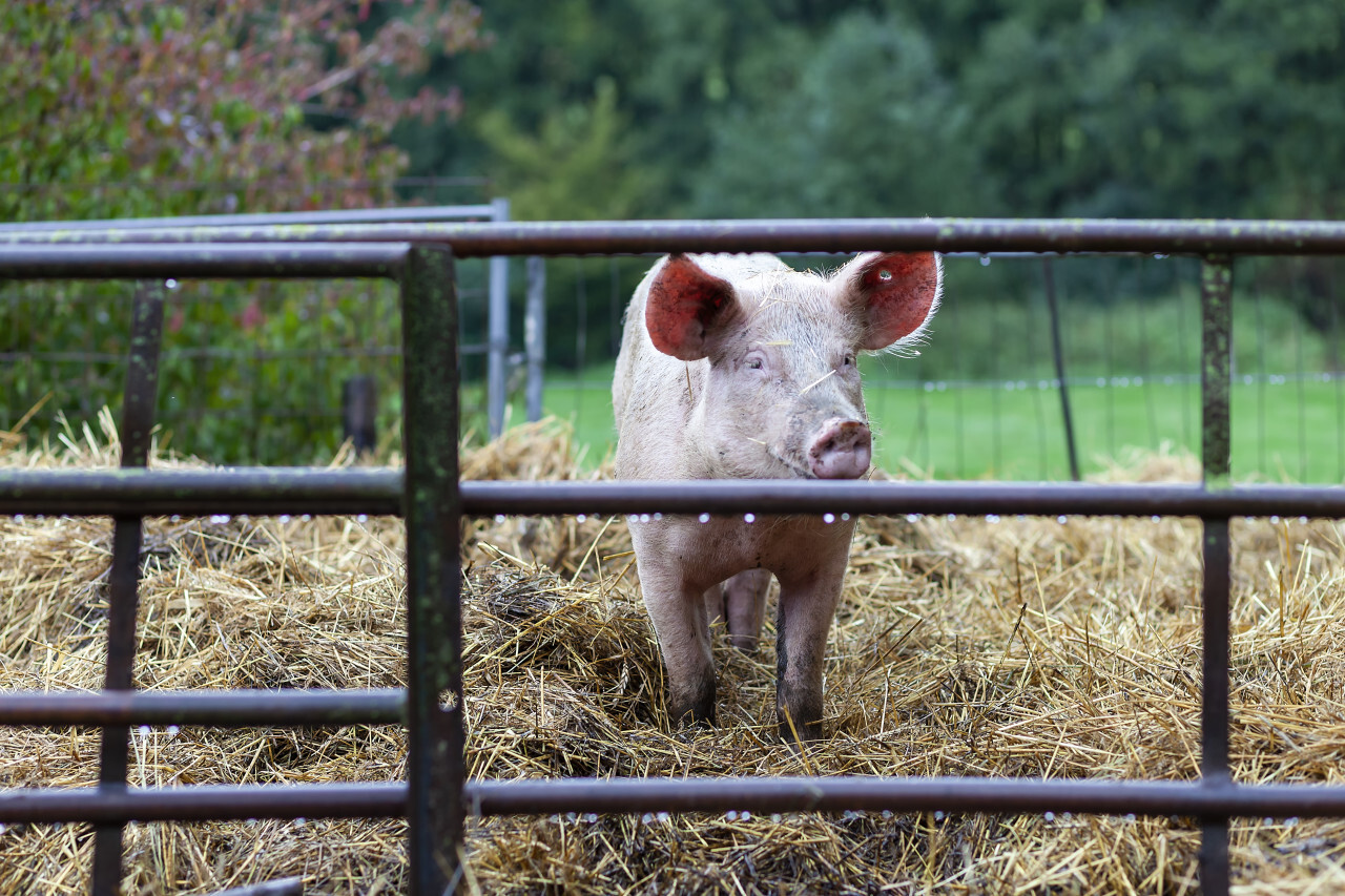 Pig in the Stable