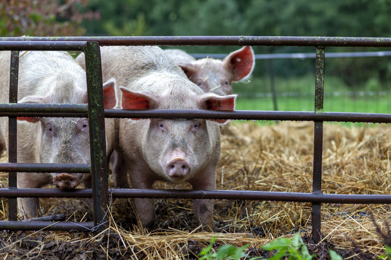 Pigs in the stable on a organic farm