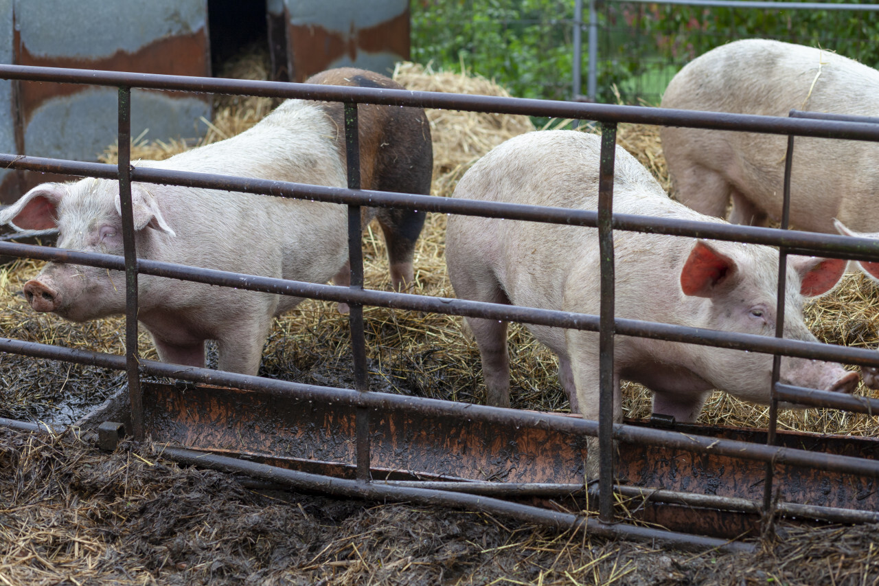 Young pigs behind bars on a farm