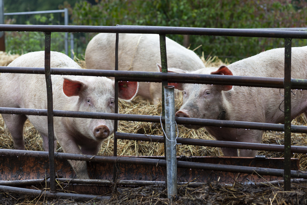 Cute Pigs behind bars in a stable