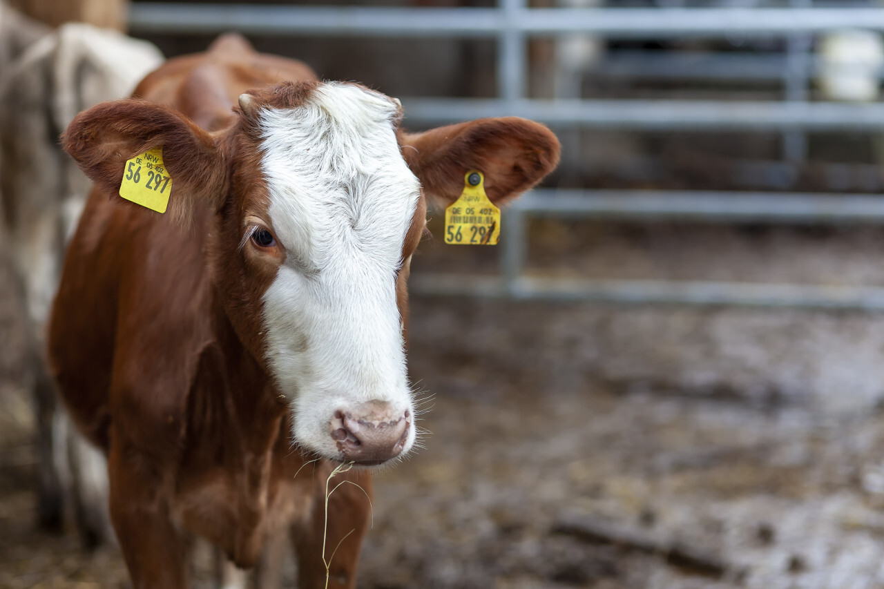 Portrait of a heifer young cow